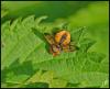 Ectophasia crassipennis